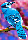 Paint By Number | Blue Bird - Paint By Number Artist