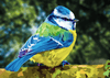 Paint By Number | Blue Tit Bird - Paint By Number Artist