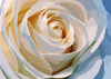 Paint By Number | Close Up of a White Rose - Paint By Number Artist