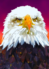 Paint By Number | Eagle - Paint By Number Artist