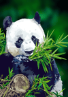 Paint By Number | Panda Eating Bamboo - Paint By Number Artist