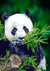 Paint By Number | Panda Eating Bamboo