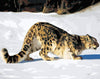 Paint By Number | Leopard in Snow - Paint By Number Artist