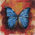 Paint By Number | Blue Butterfly on Red background