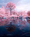 Paint By Number | Pink Forest with its Reflection in a Lake - Paint By Number Artist