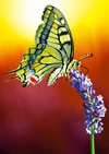 Paint By Number | Butterfly on a Buddleia with Colorful Background - Paint By Number Artist