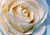 Paint By Number | Close Up of a White Rose