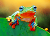 Paint By Number | Frog - Paint By Number Artist