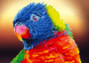 Paint By Number | Rainbow Parakeet - Paint By Number Artist