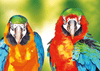 Paint By Number | Two Yellow Blue Macaws (Magnificent Large Parrots) - Paint By Number Artist