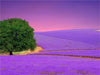 Paint By Number | Purple Fields - Paint By Number Artist
