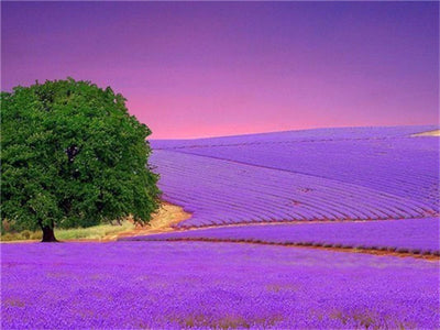 Paint By Number | Purple Fields - Paint By Number Artist