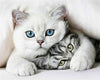 Paint By Number | Dressed up Cats - Paint By Number Artist
